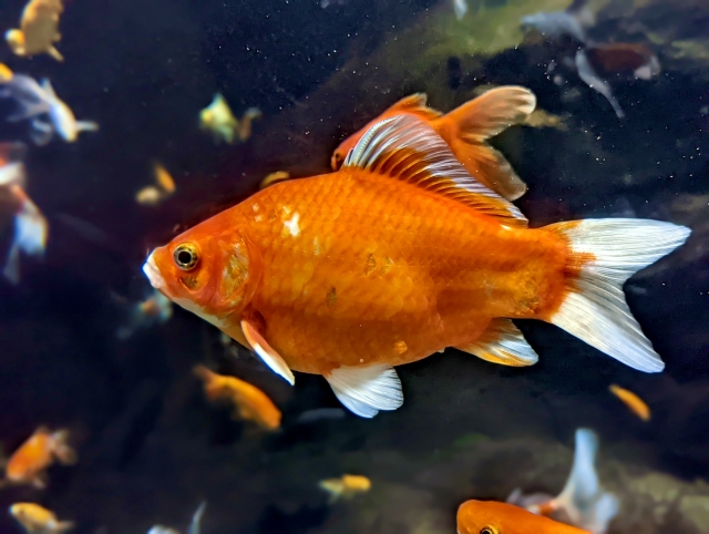 水槽内を泳ぐオレンジ色と白のヒレを持つ金魚の群れ