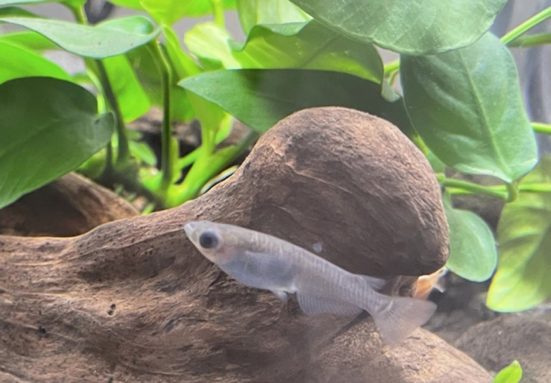 流木と水草の側を泳ぐメダカとアヌビアス類
