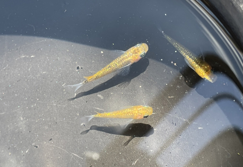 黒い容器の水面を泳ぐ3匹のメダカの俯瞰画像