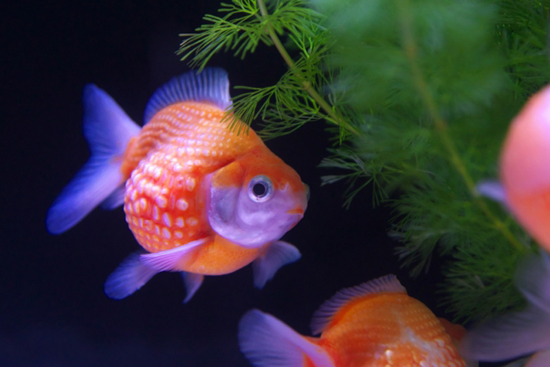 水草の側を泳ぐオレンジ色の金魚と黒い背景