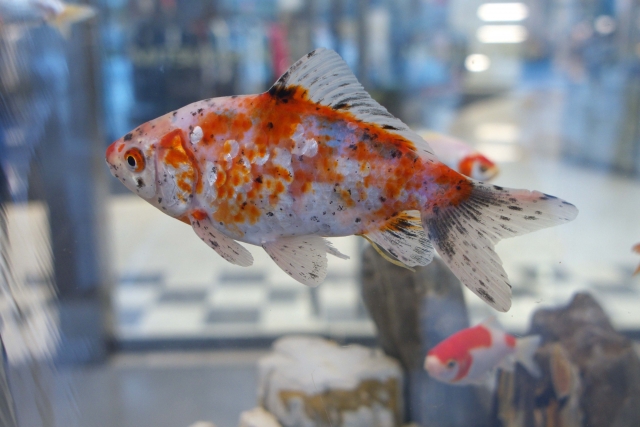 水槽内を泳ぐ赤と白と黒の斑点模様がある金魚