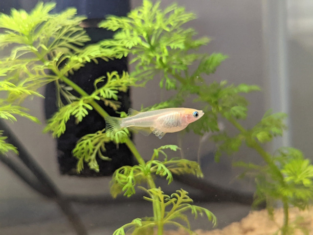 水草の側を泳ぐ卵を抱えたメダカと投げ込み式フィルター