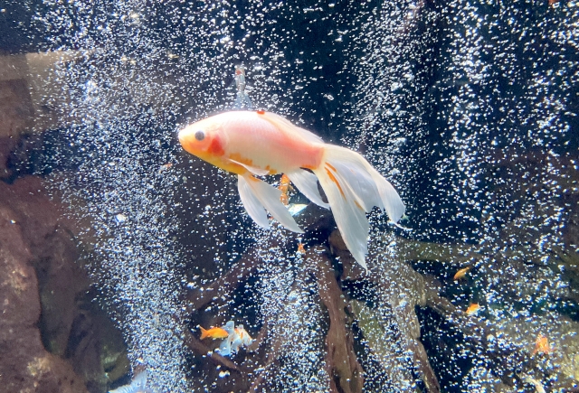 水槽内の気泡の中を泳ぐ白い金魚と流木