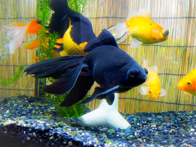 黒い出目金と数匹の金魚が泳ぐ水槽内景観