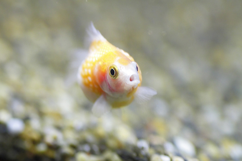 砂利の上を泳ぐ丸い体型の金魚の正面写真