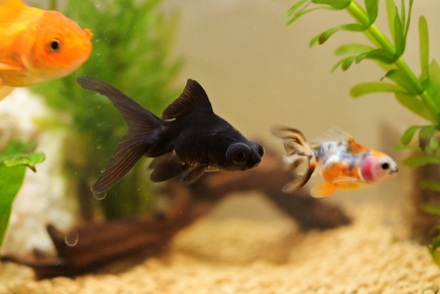 水槽内を泳ぐ黒出目金と数種類の金魚と水草