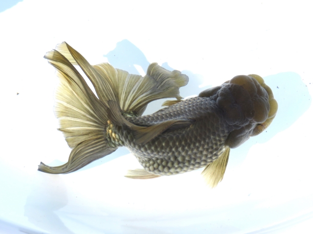 白い容器の中を泳ぐ茶褐色の金魚を上から見た写真