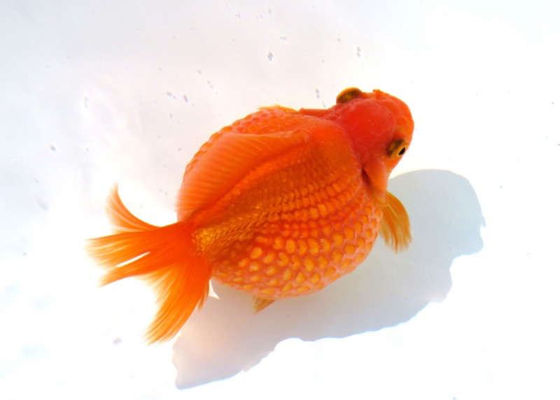 白い背景を泳ぐ丸い体型の赤い金魚の俯瞰写真