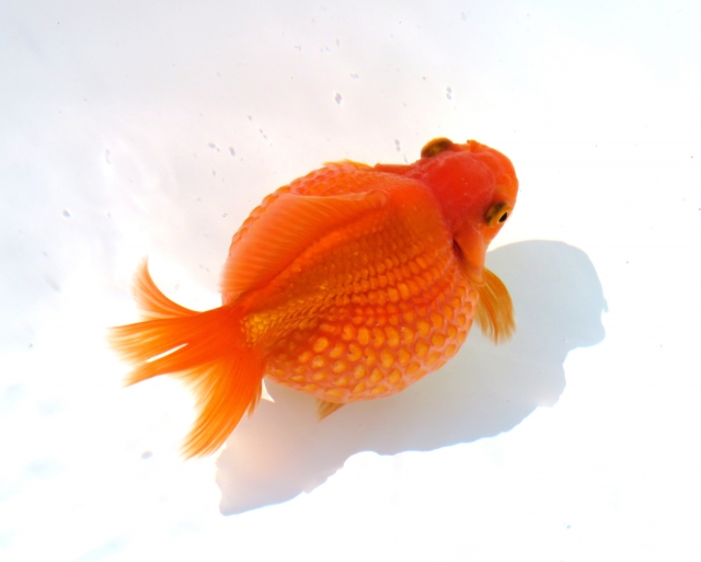 白い背景の水槽を泳ぐ丸い体型の赤い金魚