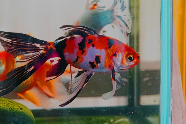 水槽内を泳ぐ赤と黒の斑点模様がある金魚の横顔
