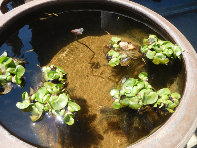 睡蓮鉢に浮かぶ水草と泳ぐメダカの俯瞰写真