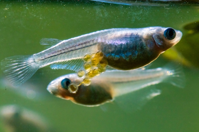 腹部に卵を抱えたメダカと泳ぐ別のメダカの姿