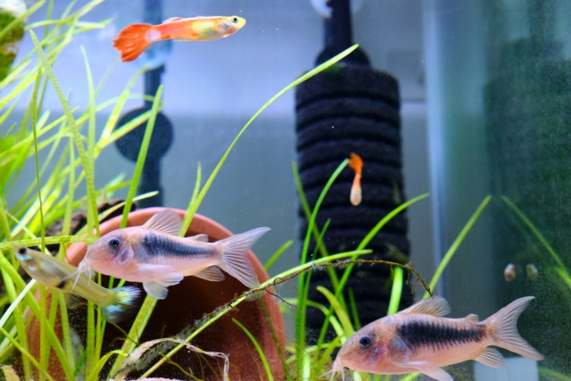 水草水槽を泳ぐコリドラスの仲間とグッピーの姿