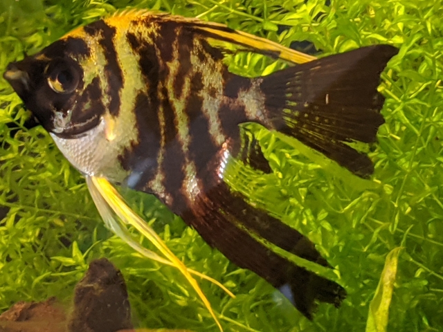 水草を背景に泳ぐ黒と黄色のエンゼルフィッシュ
