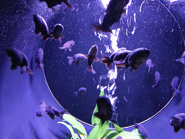 青い照明の水槽内を泳ぐ黒い金魚と水草の葉