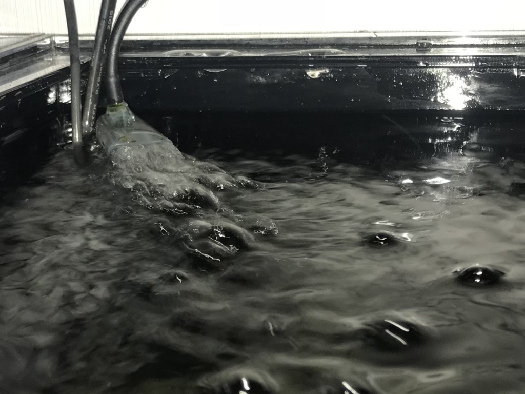 水槽の排水口から出る水流と波立つ水面