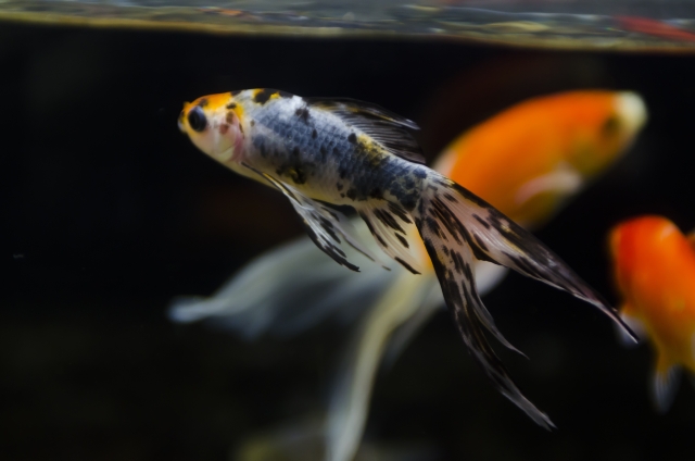 水槽内を泳ぐ三色模様の金魚とオレンジ色の金魚