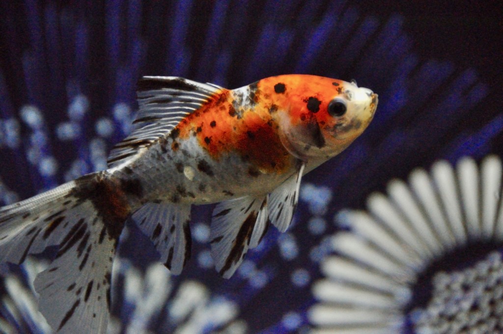 青と白の背景を泳ぐ赤と黒の斑点模様がある金魚