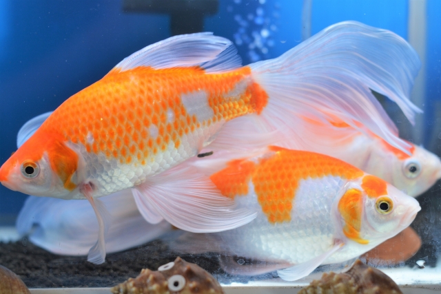 水槽内を泳ぐ長い尾ひれを持つ紅白模様の金魚群