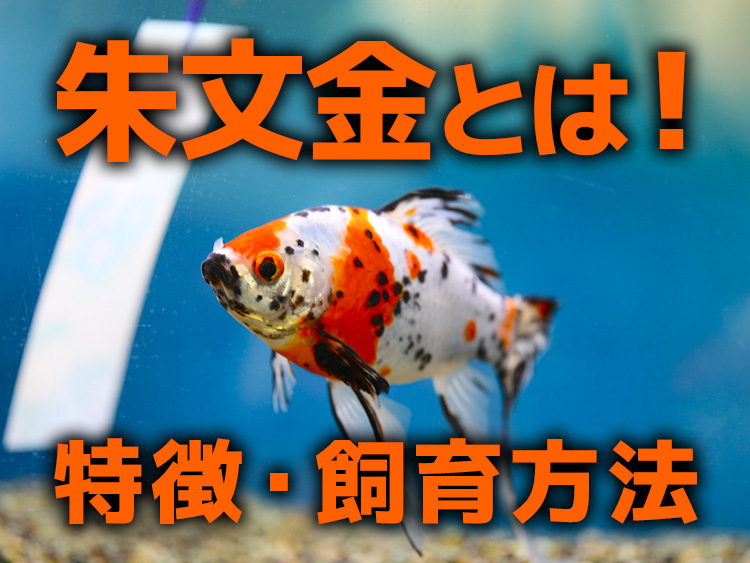 朱文金とは！飼育方法や寿命や餌、混泳、大きく育てる方法も解説のサムネイル画像