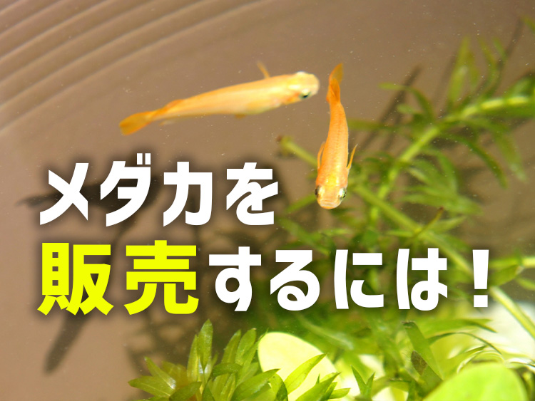 メダカを販売するには!の文字と泳ぐメダカの見出し画像