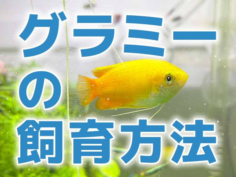 グラミーの飼育方法と書かれた文字と黄色い熱帯魚の画像