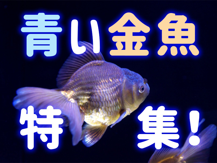 青い金魚特集の文字と青みがかった金魚の見出し画像