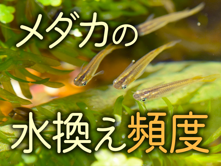 メダカの水換え頻度の文字と水草の間を泳ぐメダカの見出し画像