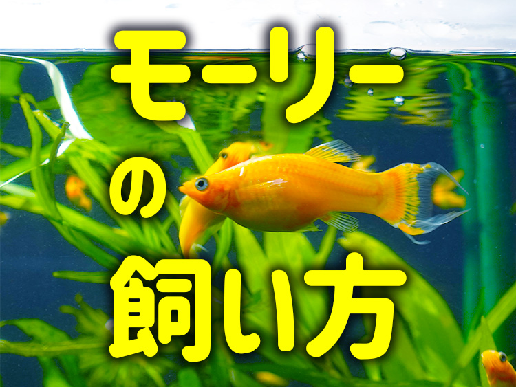 モーリーの飼い方の文字と水槽を泳ぐ黄色い魚の見出し画像