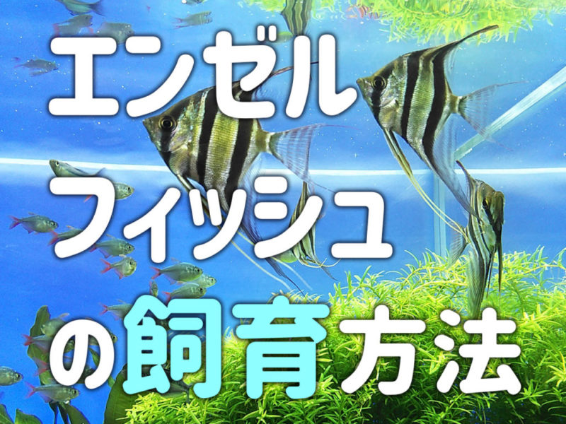 エンゼルフィッシュの飼育方法の文字と泳ぐ魚の見出し画像