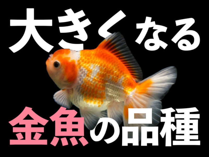 大きくなる金魚の品種の文字と紅白の金魚の見出し画像