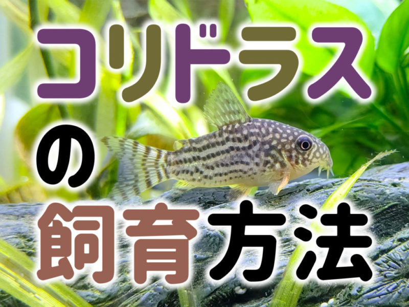 コリドラスの飼育方法！種類・品種から飼育に必要な設備や餌も解説