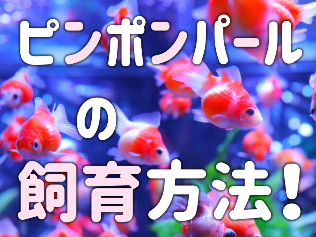 ピンポンパールとは！特徴と寿命、飼い方からパールスケールの品種までのサムネイル画像