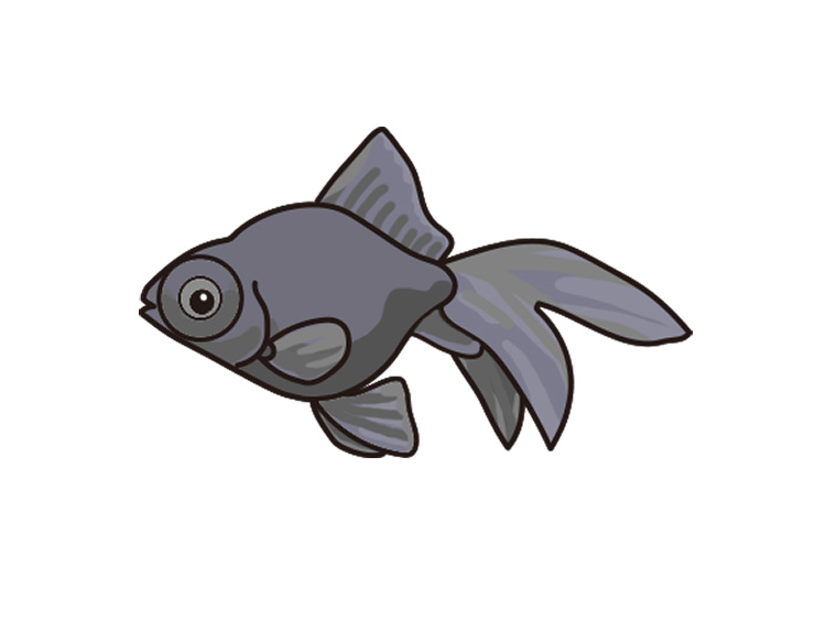 白背景に描かれた黒い出目金のイラスト