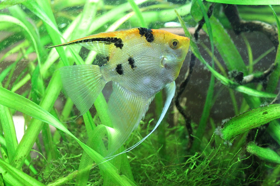 水草の間を泳ぐ黒い斑点模様のエンゼルフィッシュ