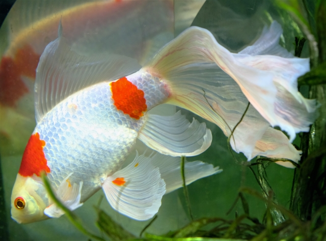 水槽内を泳ぐ白い体に赤い斑点がある尾の長い金魚