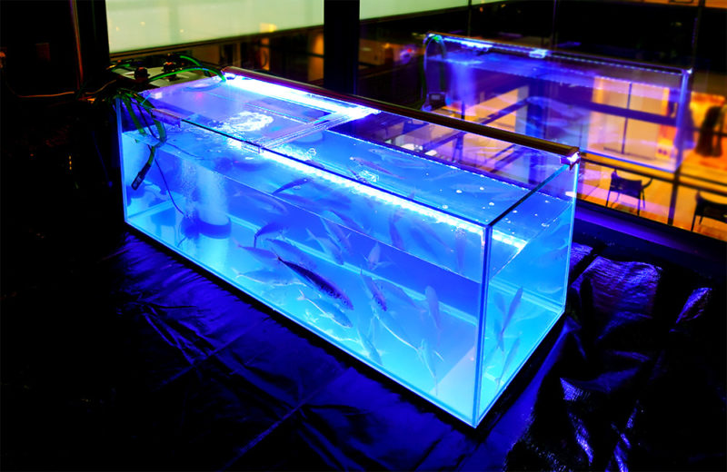 東京都　短期イベント様　釣り体験用のいけす水槽　短期レンタル事例 水槽画像３