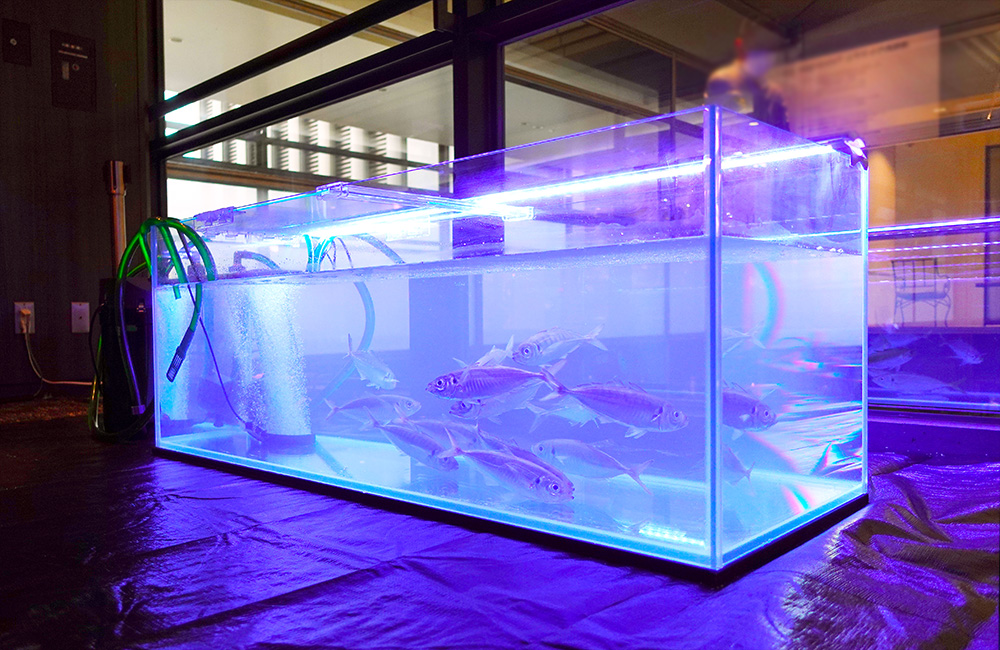 釣りイベント 水槽レンタル