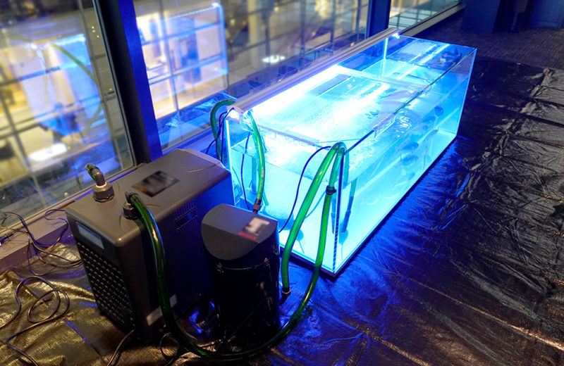 東京都　短期イベント様　釣り体験用のいけす水槽　短期レンタル事例 水槽画像５