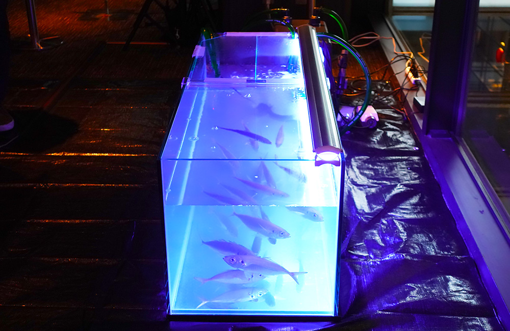 青い照明に照らされた水槽内を泳ぐ複数の魚の群れ