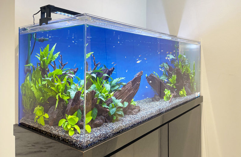 東京都中央区 株式会社ワールドスカイ様 120cm淡水魚水槽 レンタル事例 水槽画像2