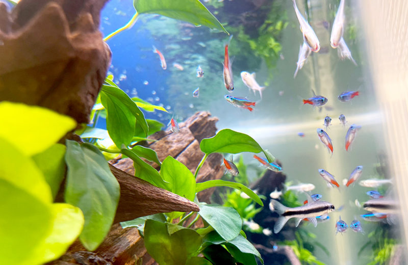 オフィス 淡水魚水槽
