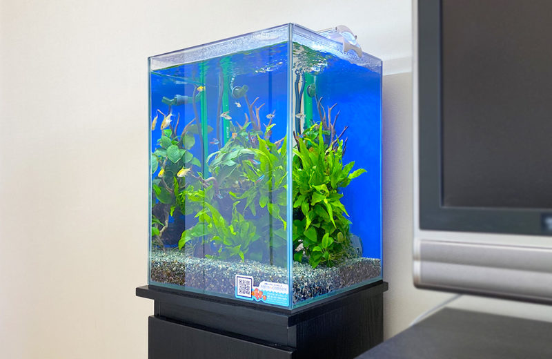 東京都江東区 個人宅様 30cm淡水魚水槽 お試しレンタル事例 水槽画像2