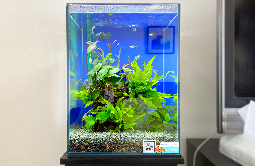 青い背景に水草と流木を配置した小型熱帯魚水槽