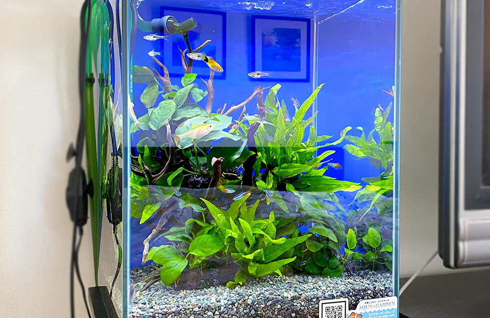 グッピーや水草が泳ぐ青い背景の小型水槽レイアウト