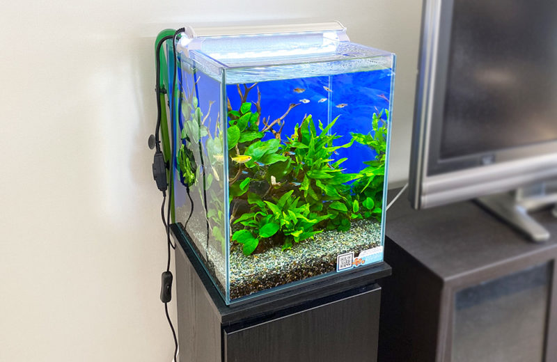 東京都江東区 個人宅様 30cm淡水魚水槽 お試しレンタル事例 水槽画像5