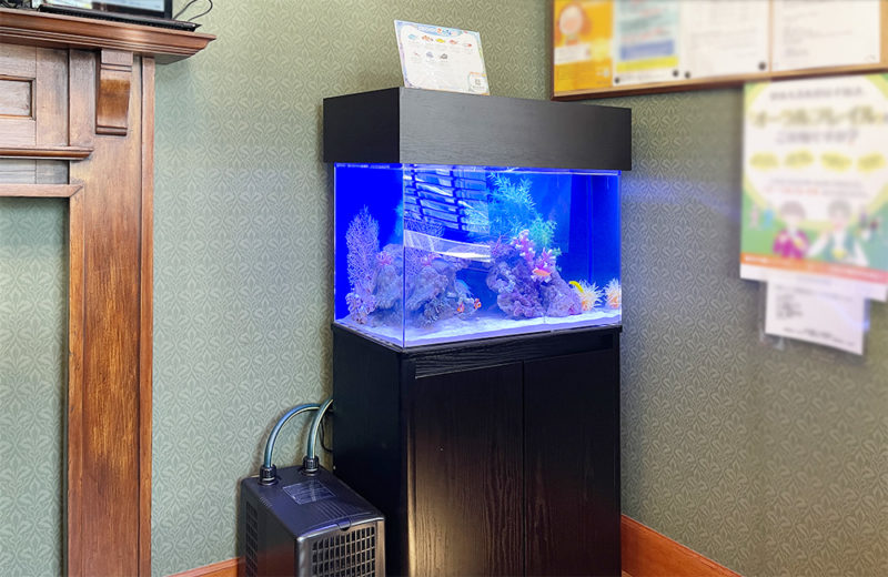 神奈川県 歯科様 60cm海水魚水槽 レンタル事例 その後 水槽画像2