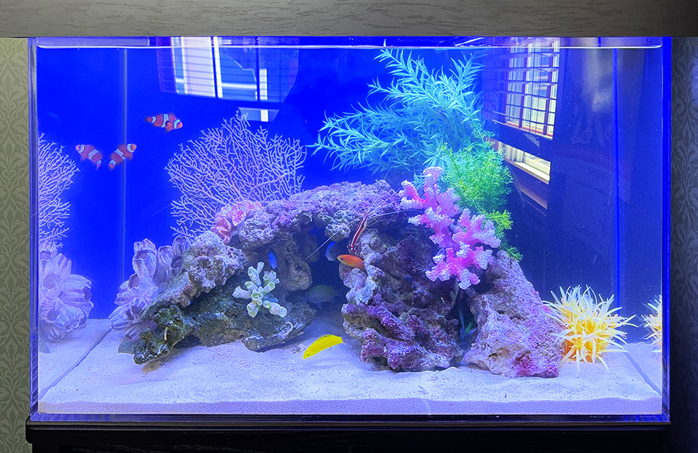 青い照明の海水魚水槽とライブロックに泳ぐクマノミ類