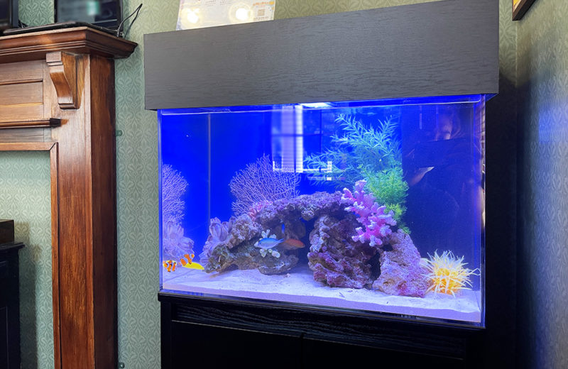 神奈川県 歯科様 60cm海水魚水槽 レンタル事例 その後 水槽画像5