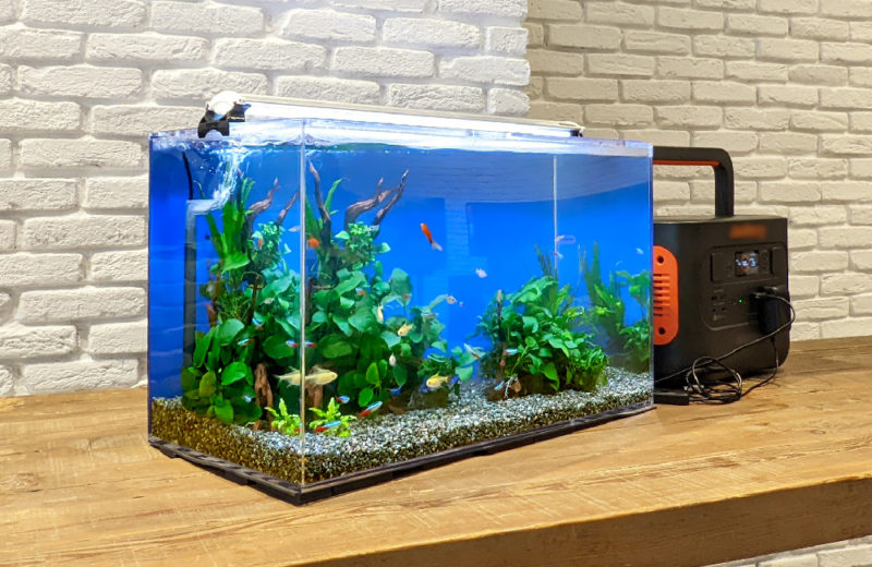 東京都港区 撮影イベント様 60cm淡水魚水槽 短期レンタル事例 水槽画像1